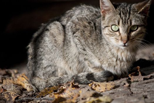 Close view of a gray domestic cat.