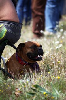 View of a domestic dog on the shade of the back of it's owner.