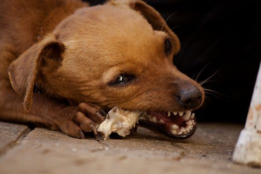 Close view of a domestic dog chewing a bone.