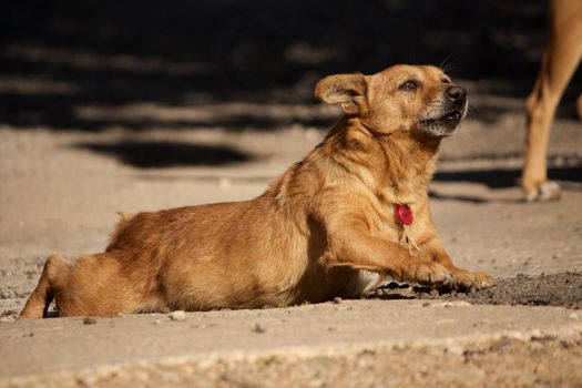 Close view of a domestic dog on the outdoor sun.