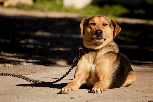 Close view of a domestic dog on the outdoor sun.