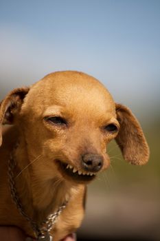 Close view of a domestic dog with a weird smile.