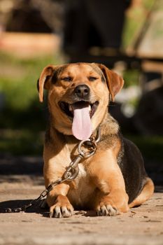 Close view of a domestic dog on the outdoor sun.