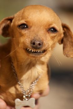 Close view of a domestic dog with a weird smile.