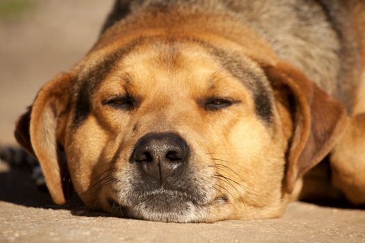 Close view of a domestic dog with a lazy attitude on the outdoor.