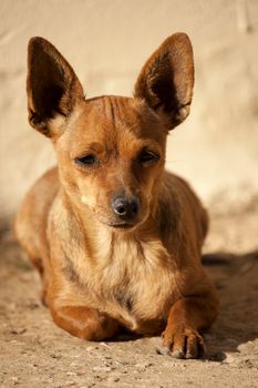 close view of a domestic brown dog.