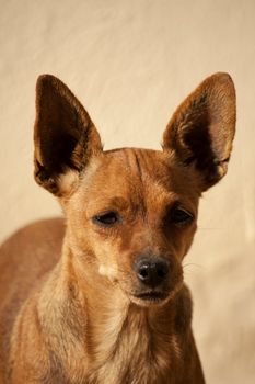 close view detail of the head of a domestic dog.