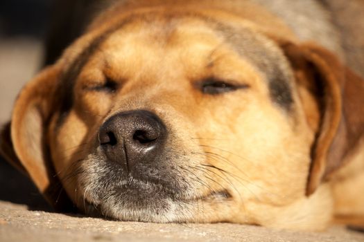 Close view of a domestic dog with a lazy attitude on the outdoor.