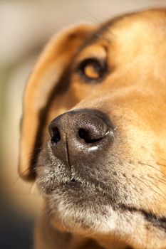 close view of the nose of a domestic dog.