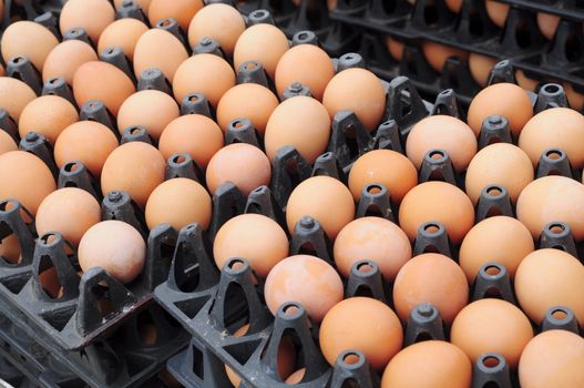 eggs on carton