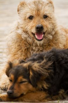 View of a  couple of dogs abandoned on the streets of a city.