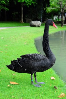 black swan at pool