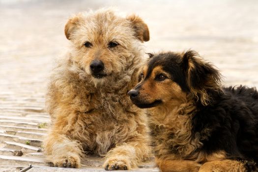 View of a  couple of dogs abandoned on the streets of a city.