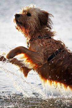 View of a domestic dog with his fur wet jumping on the water.