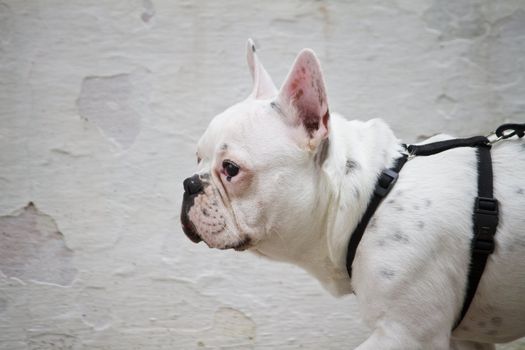 Side profile view of a French bulldog walking on the street.