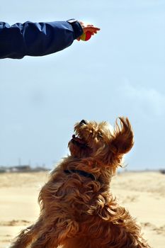 View of a domestic dog with preparing to jump and catch a ball.