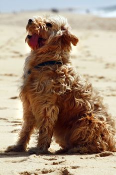 View of a domestic dog with long fur and tongue out sitting on the beach.