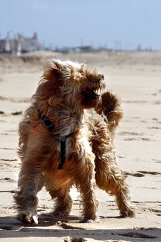 View of a domestic dog with long fur playing on the beach.