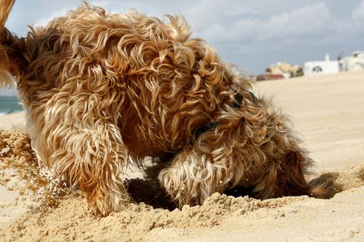 Long yellow and brown fur domestic dog digging a hole on the sand.