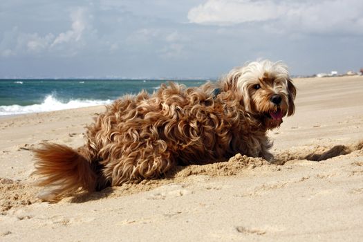 Long yellow and brown fur domestic dog digging a hole on the sand.