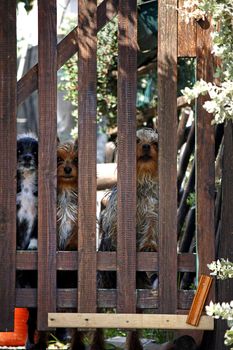 Three small domestic dogs waiting at the fence by the owner.