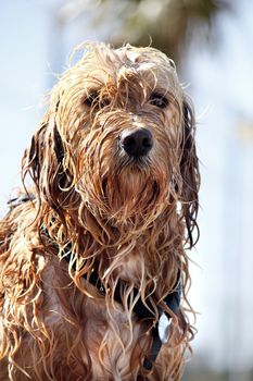 View of a domestic dog with his fur wet sitting on the ground.