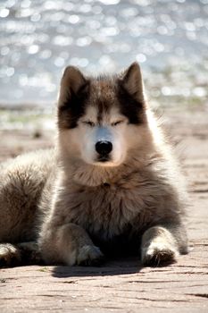 View of a sleepy dog staring at the camera on the sand beach by the sun.