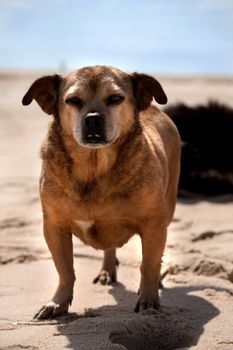 View of a lazy dog staring at the camera on the sand beach by the sun.