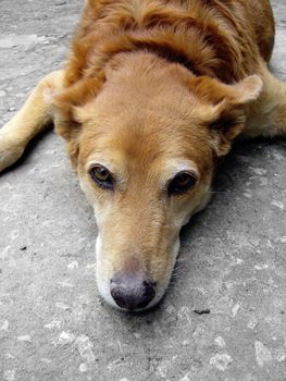 Closeup on a head of a orange domestic dog looking up at the camera.