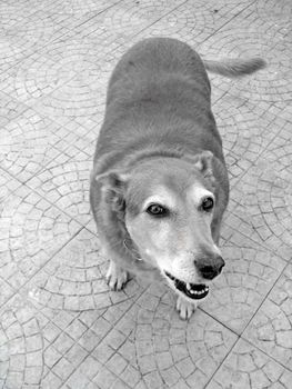 Funny looking domestic dog looking up at the camera making an expression.