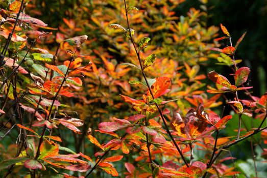 The leaves of Barberry (Berberis amurensis) changing colors in the fall.