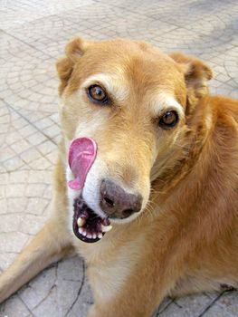 Domestic brown dog with tongue out licking sitting on the ground.