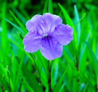 Blue ruellia flower
