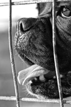 Close view of the front part of the head of a dog behind a fence.