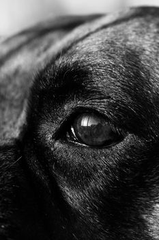 Closeup sideview of the eye of a black dog.