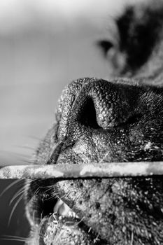 Closeup detail of a nose of a dog behind a fence.