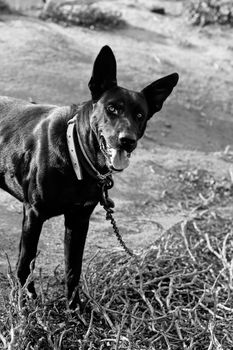 Close view of a beautiful black dog with leash standing on the dry autumn grass.