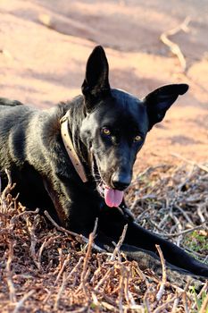 Closeup view of a black guard dog on the dry grass in the sun.