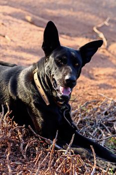 Close view of a beautiful black dog with leash on the autumn dry vegetation.