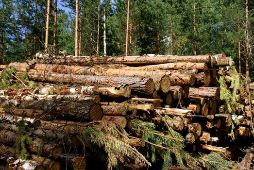 A stack of energy or fuel wood of eg. birch, spruce and pine with forest in the background.