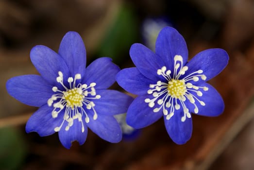 Two Hepatica nobilis flowers in forest in early spring. Photographed in Salo, Finland in April 2010.