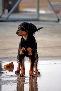 Small black and brown domestic dog on a shallow pool on the docks.