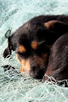 Tiny black and brown dog, sleeping on top of some fishing net.