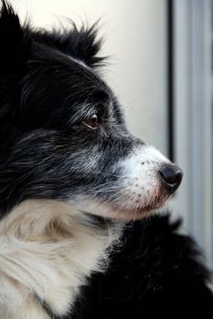 Close detail of the head of a domestic dog looking at the side.