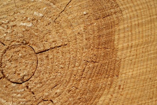 End of a pine log showing the annual growth ring pattern. Small drops of resin are visible. Photographed in Muurla, Finland in April 2010.