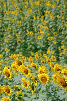 Sunflower field in nature