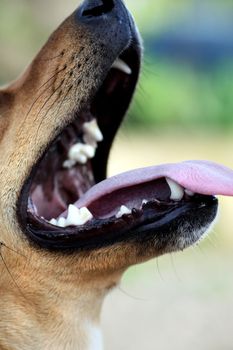 Close view of a opened dog mouth with the tongue out.