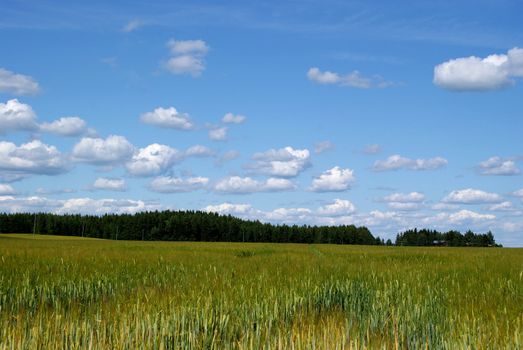 Blue sky with small fluffy clouds over Finnish barley fields. 