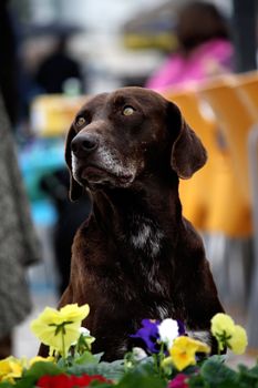 View of an old dog looking up with flowers below.