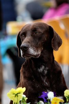 View of an old dog looking with flowers below.